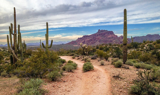 Mesa, Arizona - Xeriscape & Grass Replacement Program - Turf Rebate