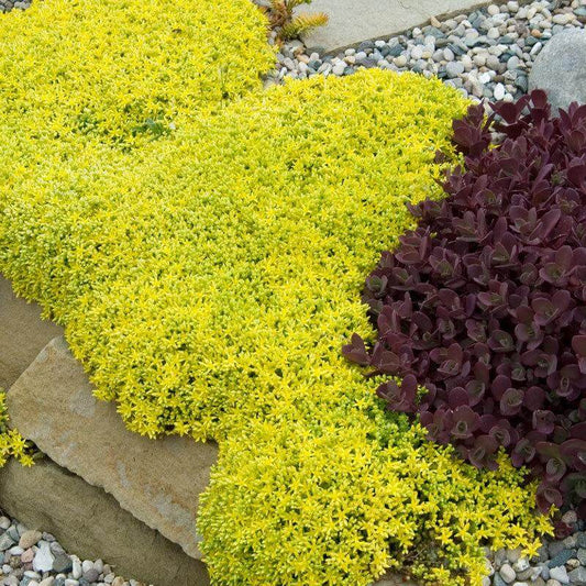 Golden Creeping Sedum, Companion Plants, and Everything You Need to Know