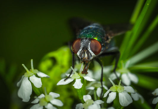 Killing Bugs in Your Yard: A Comprehensive Guide to a Healthier Landscape