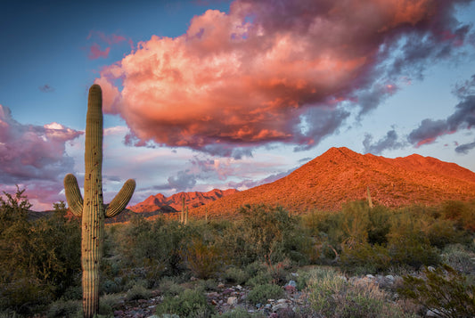 Scottsdale Xeriscape Gardens: Your Comprehensive Guide to Sustainable Landscaping