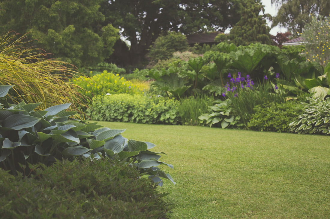 Best Drought Tolerant Grass for Southern California