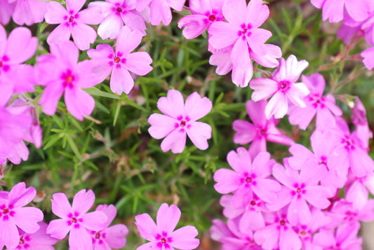 Violet Pinwheels Creeping Phlox: A Vibrant Groundcover for Your Garden
